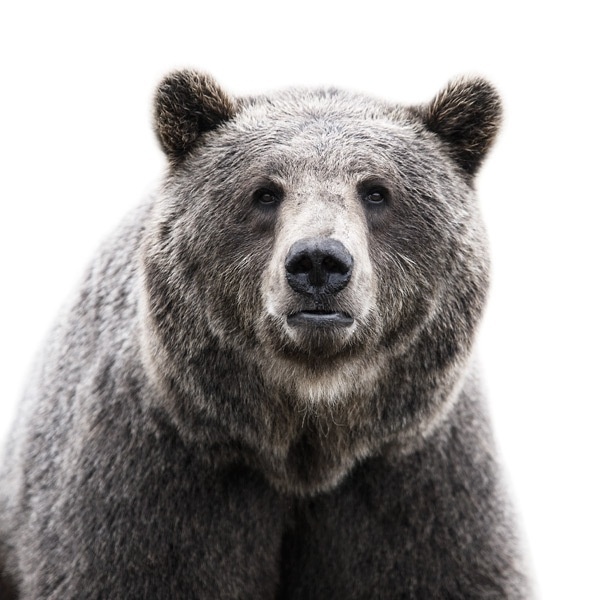 Animal Portraits on the Behance Network #photography #animal #portrait