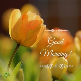 Time to Start the Day: Good Morning Images - Good Morning