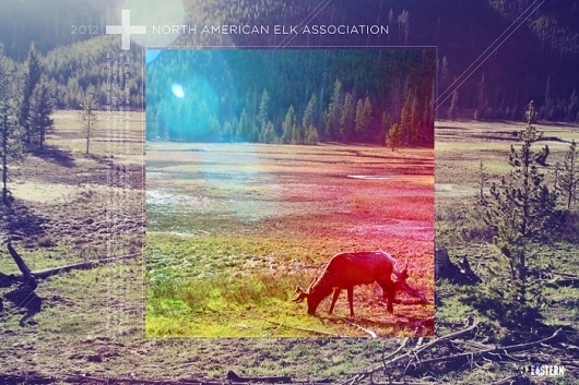 Eastern Design Bureau #elk #photo #naea #yellowstone