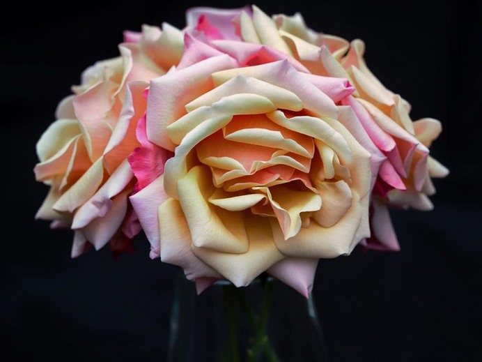 Fascinated iPhone Photos of Flowers by Barbara Nebel