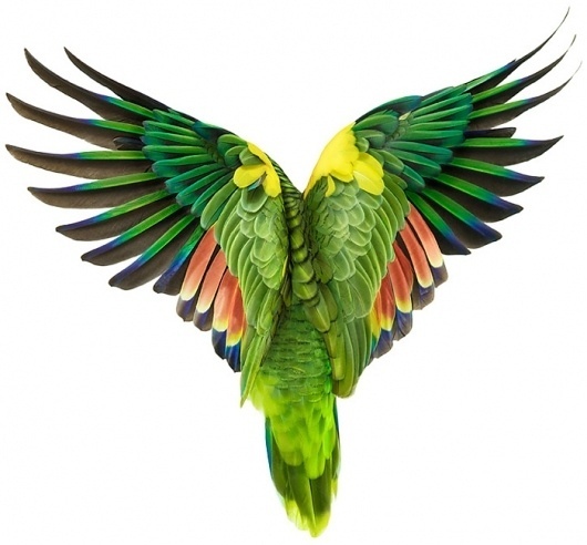 zuckerman1.jpg (JPEG Billede, 700x650 pixels) #drawing #art #bird