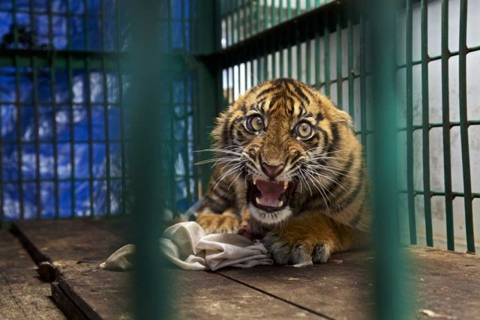 Saved but caged by Steve Winter