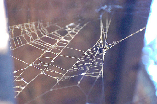 WEB #photo #spider #digital #photography #web