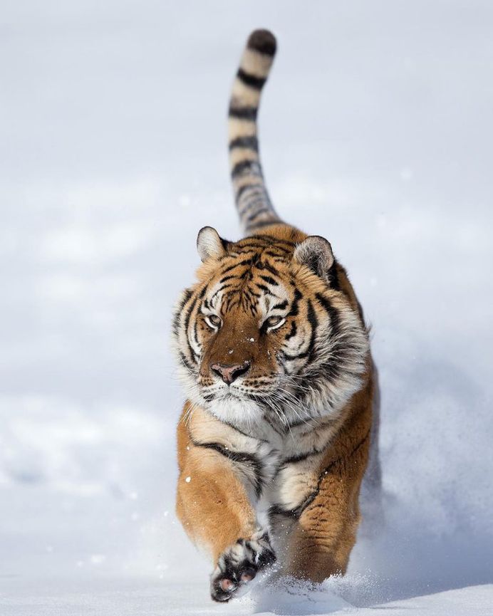 Breathtaking Close-Up Portraits of Wild Animals by Serhat Demiroglu