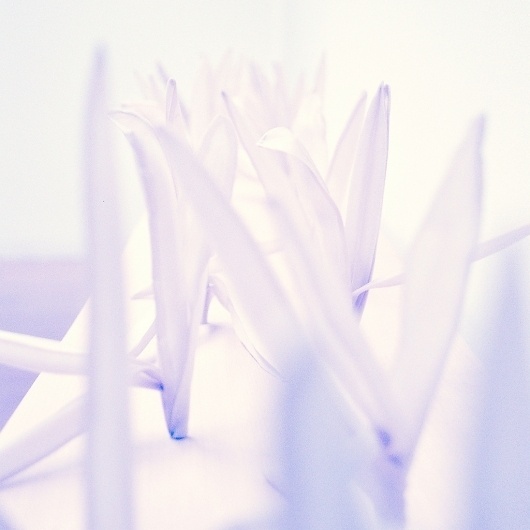 All sizes | Untitled | Flickr - Photo Sharing! #museum #siza #compostela #contemporary #art #flower