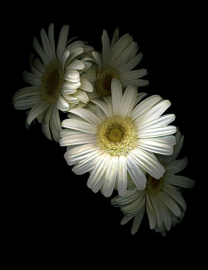 daisy painting & daisy paint by number #painting
