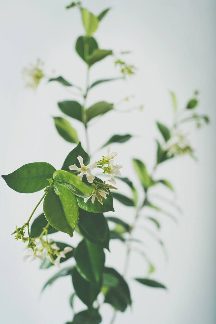 starjasmine4.jpg #plants #jasmine #photography #studio #foiliage #flowers