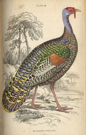 1834 pl3 gallinacious #turkey #illustration #colorful #scientific