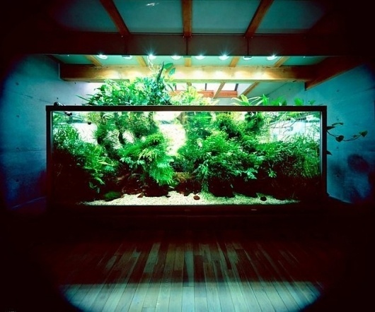Fancy - Nature Aquarium by Takashi Amano #amano #aquarium #nature #takashi