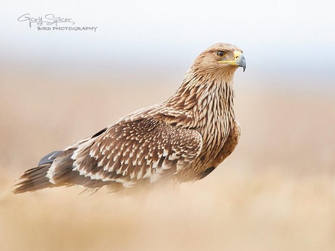#perfect_birds: Fantastic Birds Photography by Gary Spicer
