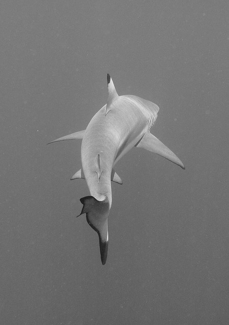 ☺ A blog for birds... #ocean #white #shark #photography #swim #great #underwater