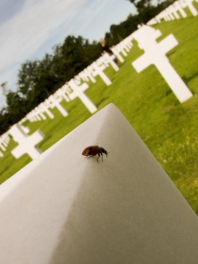 Evan Wakelin's drawings and stuff #ladybug #cross #cemetary #normandy #ladybird
