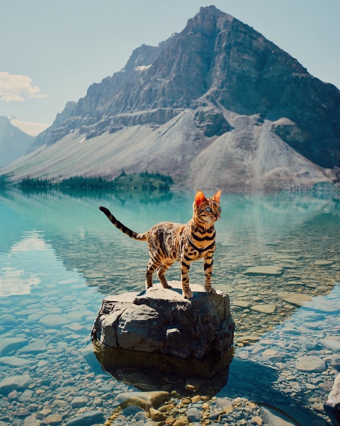 Meet Suki, The Adventure Wondercat Who Became an Instagram Star