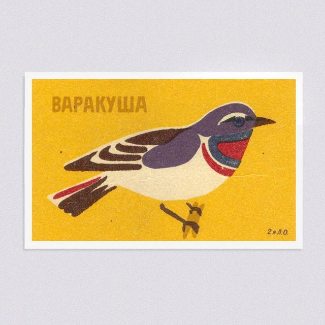 Bluethroat. (Russia)