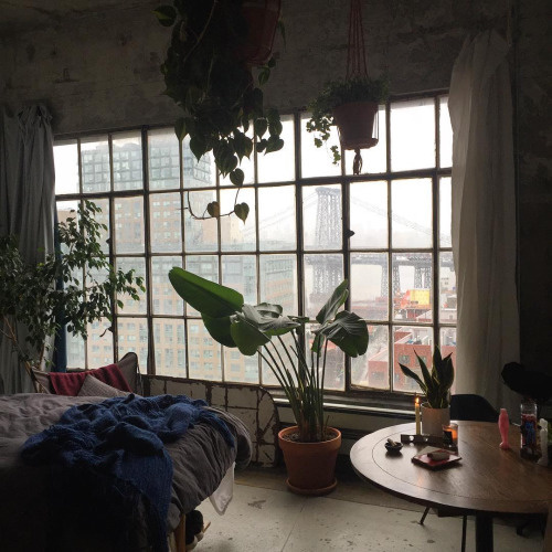plants, window
