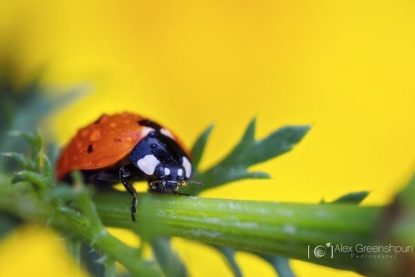 Alex Greenshpun #inspiration #photography #macro