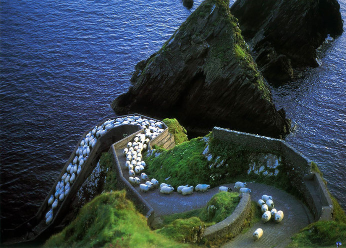 sheep-herds-around-the-world-1 #photo