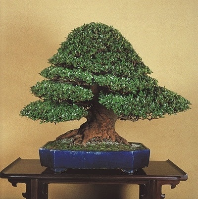 Google Image Result for http://www.bonsaipots.net/uploads/images/dateien-baum/blaudekor001.jpg #azalea #bonsai