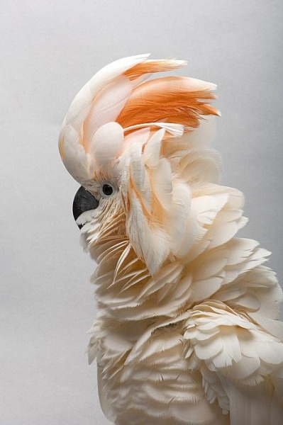 Salmon-Crested Cockatoo
