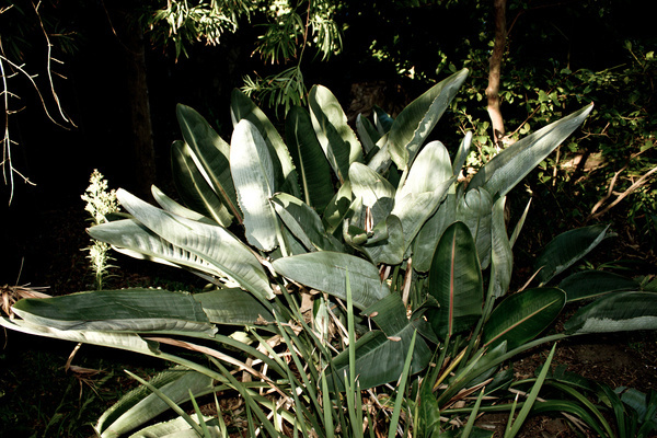 Tropic #cape #africa #town #south #nature #trelitzia #plant