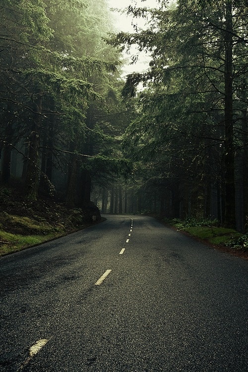 { i n s p i r a r e } #forest