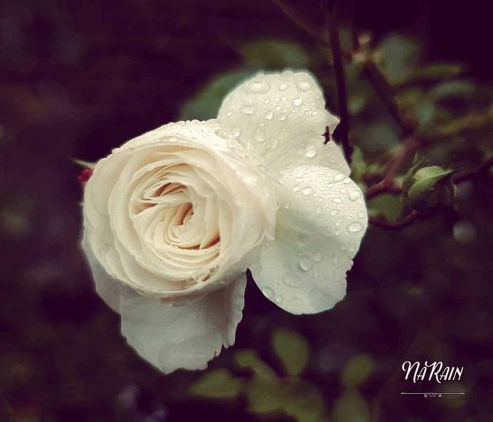 Beautiful Flowers and Plant Photography by Tania Perneel Stunnenberg