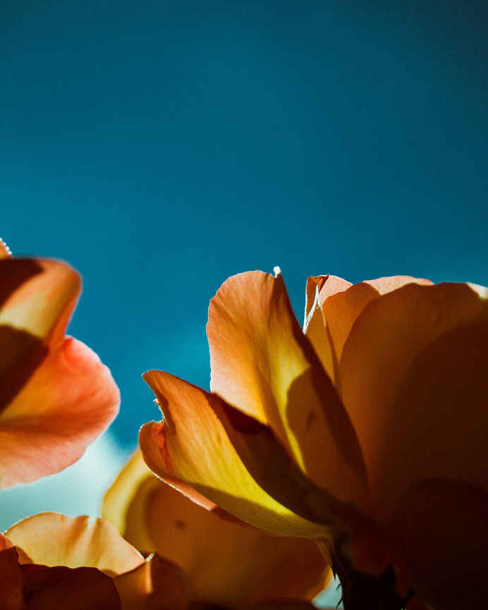 Petals. #stockholm #sweden