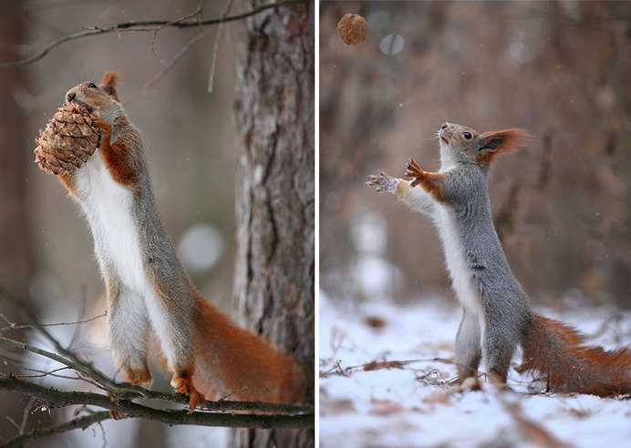 Adorable Squirrel Poses Photography by Vadim Trunov #animal photography #cutest poses