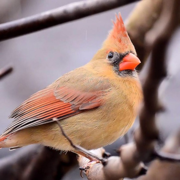 #nuts_about_birds: Beautiful Birds Photography by Shelia Rudesill