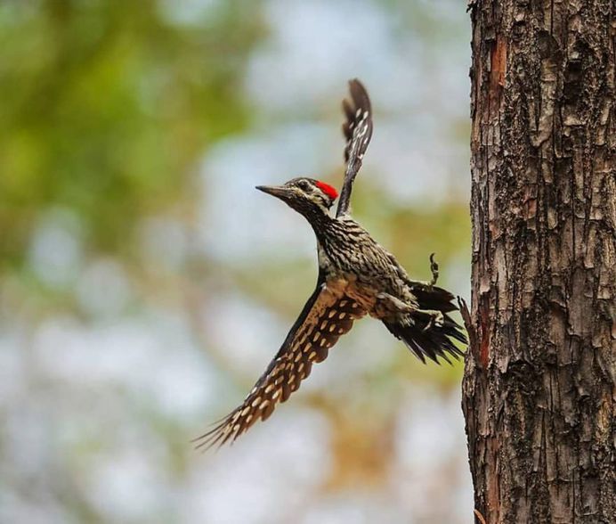 #kings_birds: Fine Art Birds Photography by Saurabh Desai