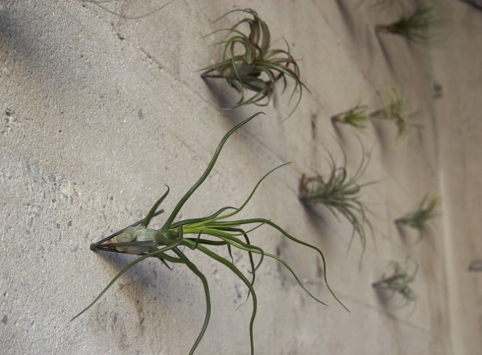 air plants