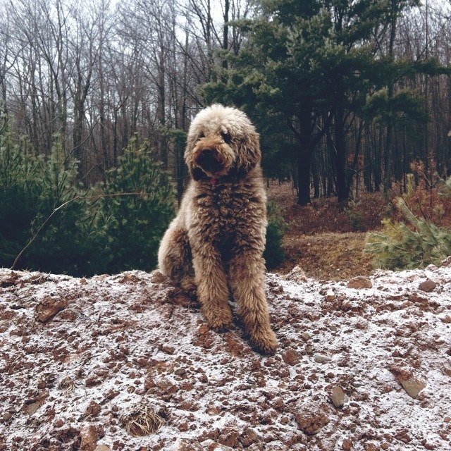 #dog #Instagram