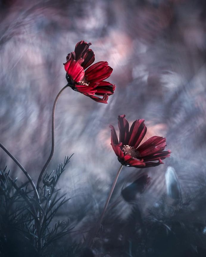 #flowerstagram: Wonderful Flower Photography by Fabien Bravin