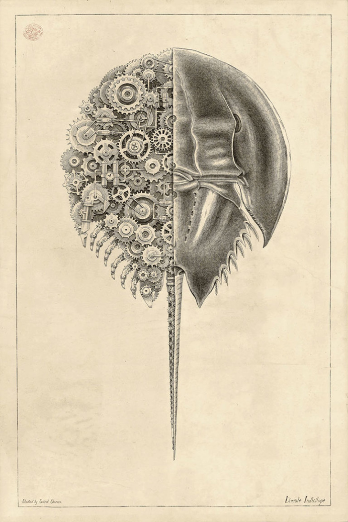 Biomechanical Pencil Drawings of Crustaceans by Steeven Salvat