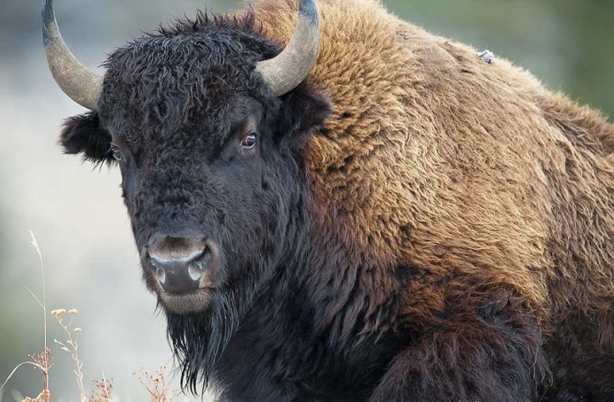 Wonderful Portraits of Wild Animals by Nathaniel Smalley #WildPhoto #AnimalPhotography