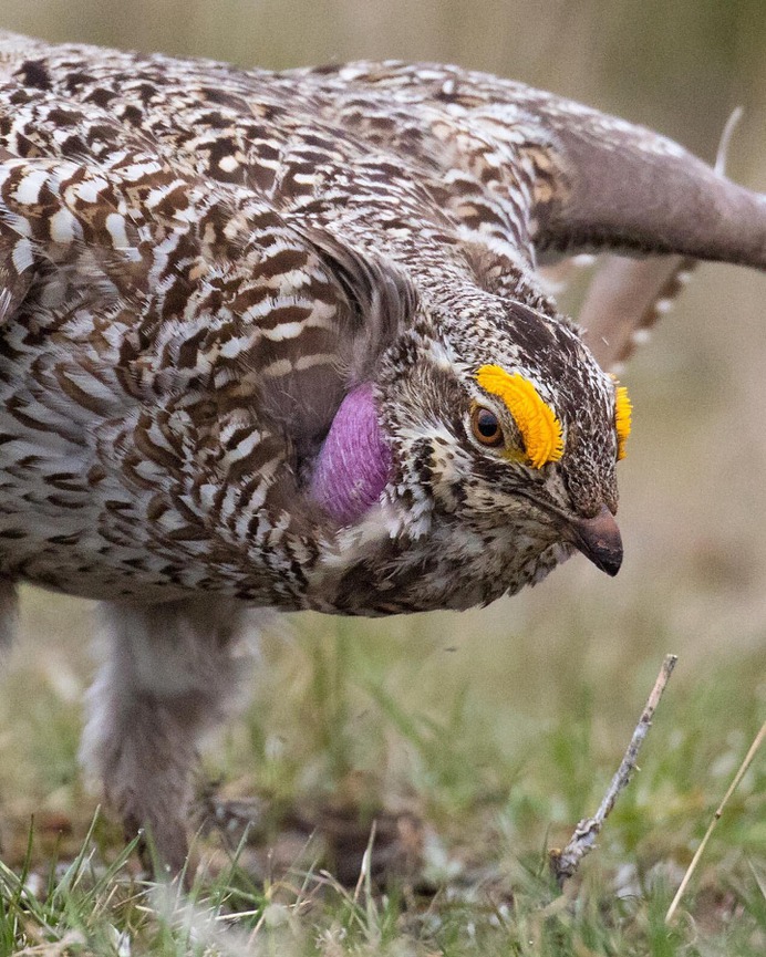 #kings_birds: Wonderful Bird Photography by Liron Gertsman