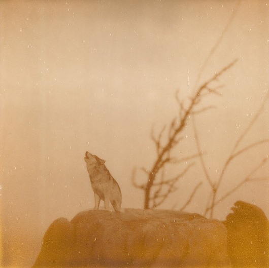 A9.jpg 670×669 píxeles #iglesias #wolves #polaroid #landscape #photography #assaf