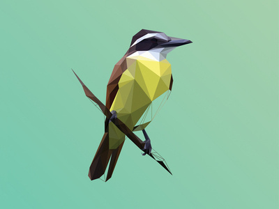 Poly Kiskadee #bird