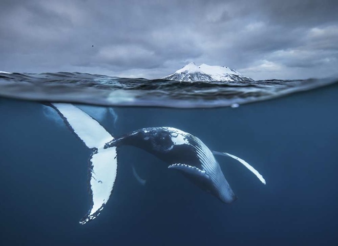 Audun Rikardsen Captures Magnificent Whales on The Arctic Side of The World