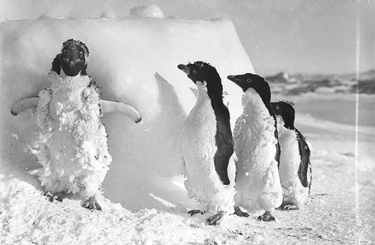 All sizes | Ice cased Adelie penguins after a blizzard at Cape Denison / photograph by Frank Hurley | Flickr - Photo Sharing! #penguins #antartica #hurley #snow #adelie #photography #frank #penguin