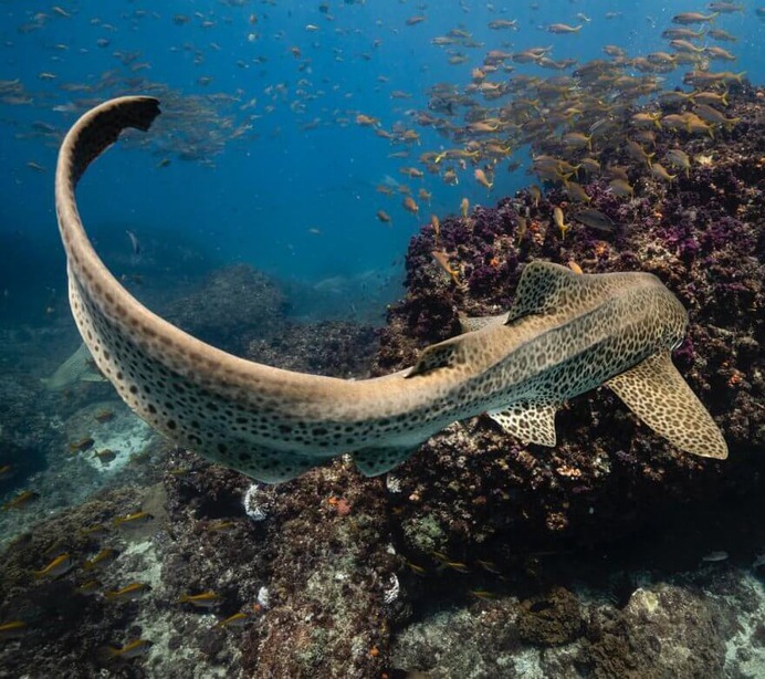 Magical Underwater and Ocean Photography by Scott Wilson