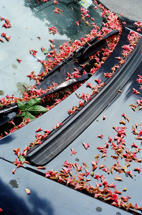 marionberrin 05 #fall #window #hood #car #leaves