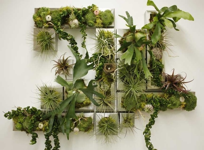 #livingwall #plants