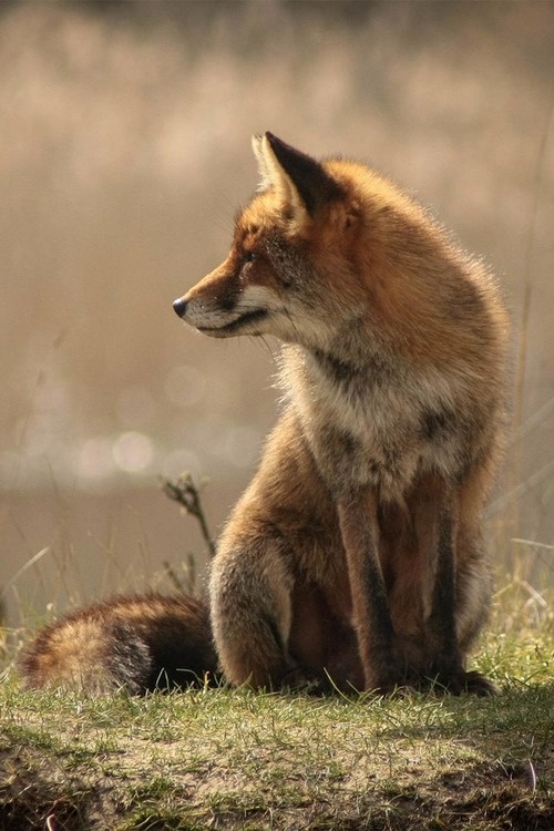 brazenbvll: Wild Fox : (©) #wild #fox #warm #calm #photography #nature #summer #animal #peaceful #beauty
