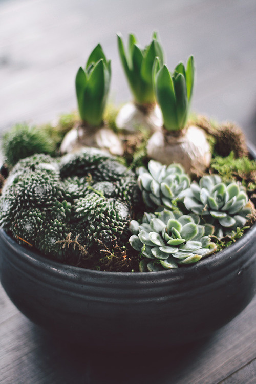 image #planting #composition #pot