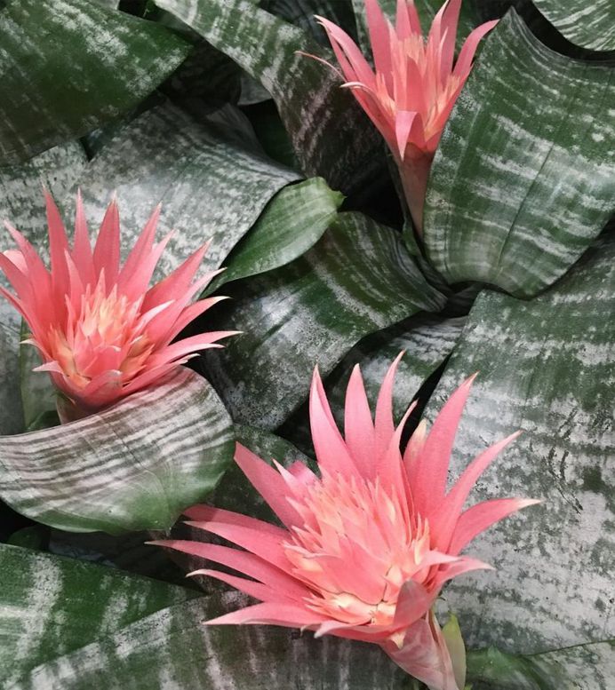 Aechmea Flower Picture
