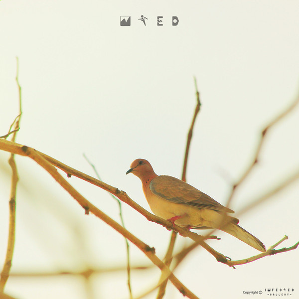 Searching Home #gallery #tree #infected #hekhardesign #bird #alone