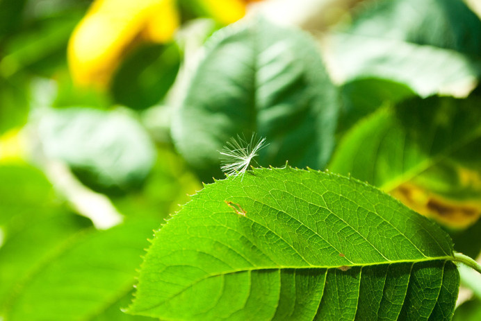 IG092 #leaf #rose #close #nature #up #green