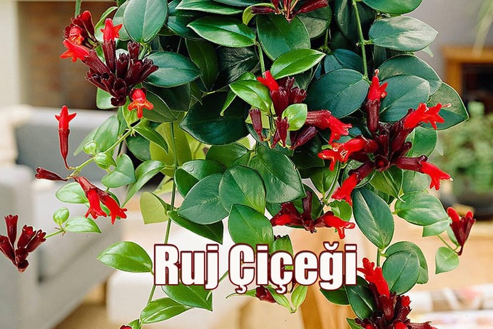 Ruj Çiçeği Bakımı ve Özellikleri