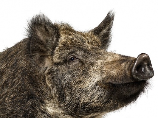 Sandder Lanen #photography #animal #boar